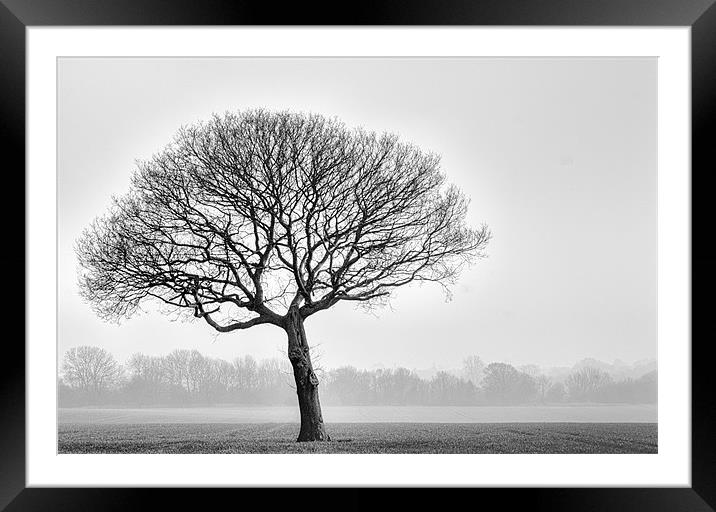 one tree Framed Mounted Print by richard downes