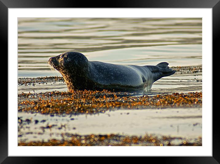 seal at sunrise Framed Mounted Print by jane dickie