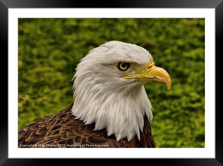 The Bald Eagle Framed Mounted Print by Chris Thaxter