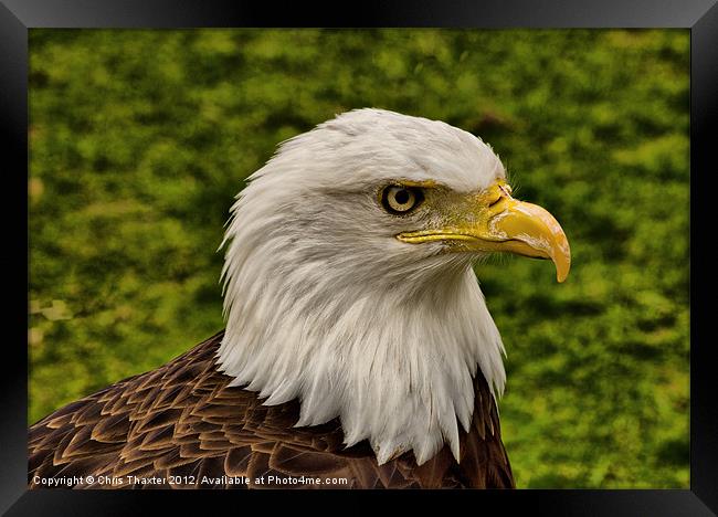 The Bald Eagle Framed Print by Chris Thaxter