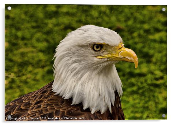 The Bald Eagle Acrylic by Chris Thaxter