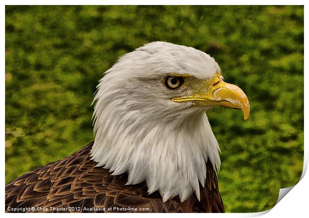 The Bald Eagle Print by Chris Thaxter