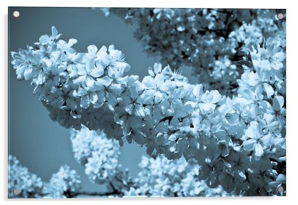 Cherry Blossom Acrylic by David Pyatt