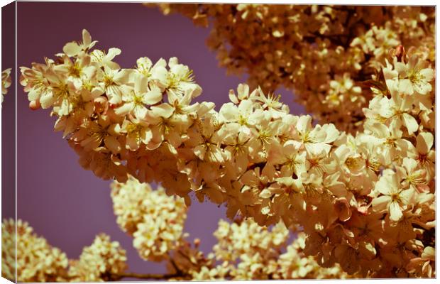 Cherry Blossom Canvas Print by David Pyatt