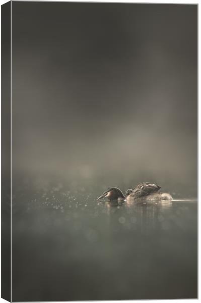 First Morning Canvas Print by Natures' Canvas: Wall Art  & Prints by Andy Astbury