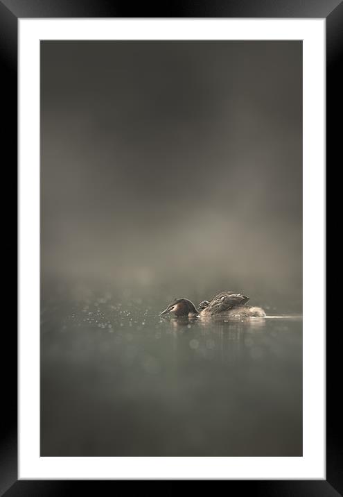 First Morning Framed Mounted Print by Natures' Canvas: Wall Art  & Prints by Andy Astbury