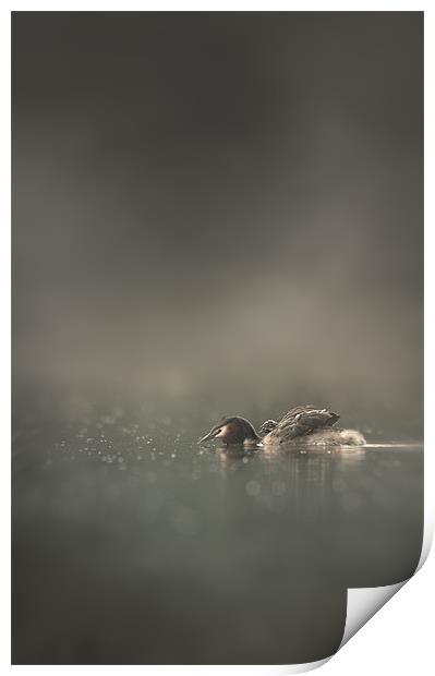 First Morning Print by Natures' Canvas: Wall Art  & Prints by Andy Astbury