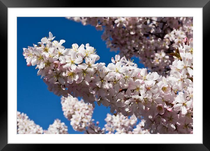 Cherry Blossom Framed Mounted Print by David Pyatt