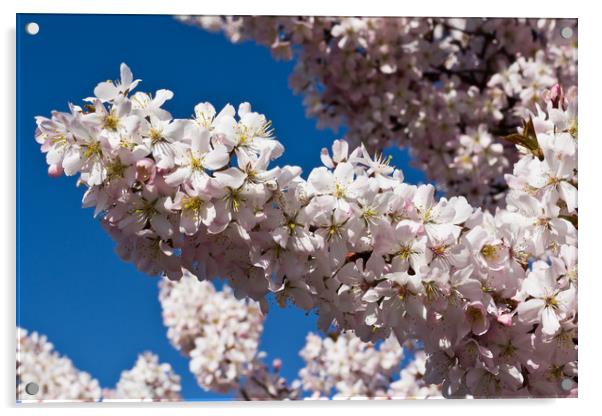 Cherry Blossom Acrylic by David Pyatt