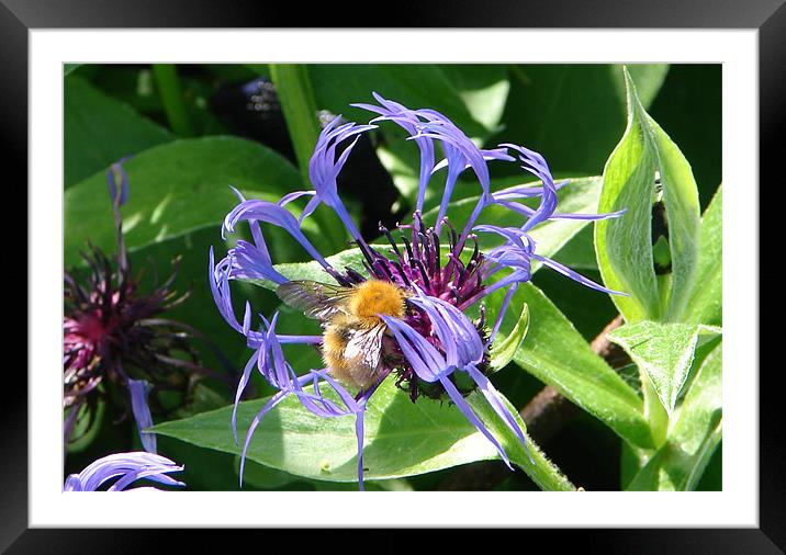 Bee on Flower Framed Mounted Print by Bekie Spark