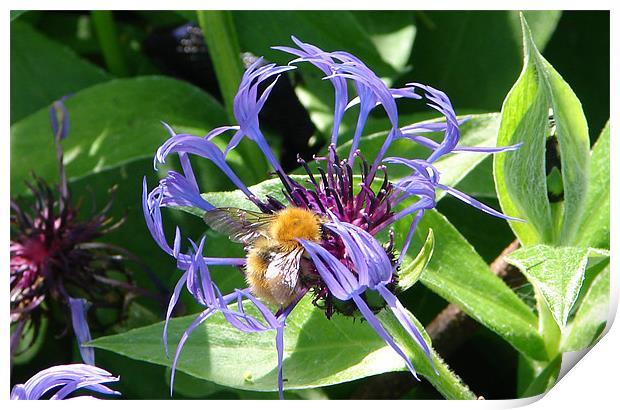 Bee on Flower Print by Bekie Spark