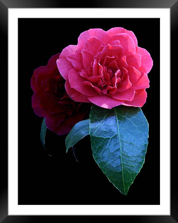 Camellia Framed Mounted Print by Sara Messenger