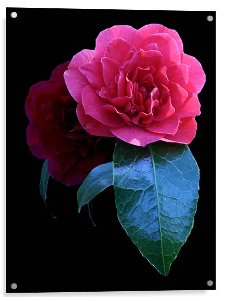 Camellia Acrylic by Sara Messenger