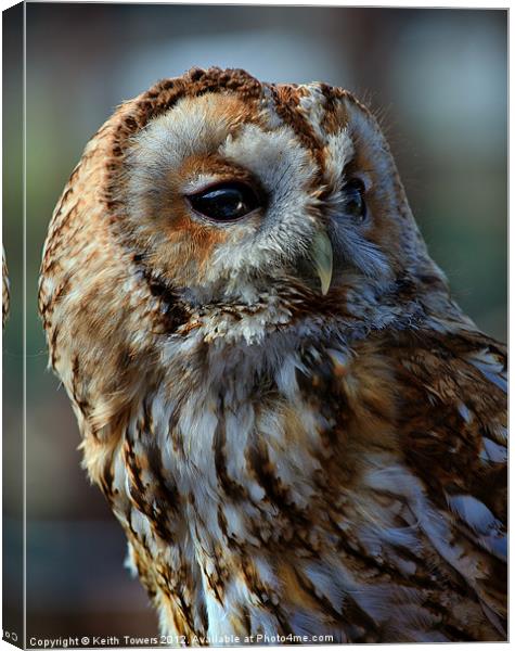 Tawny Owl - Strix Aluco Canvas & Prints Canvas Print by Keith Towers Canvases & Prints