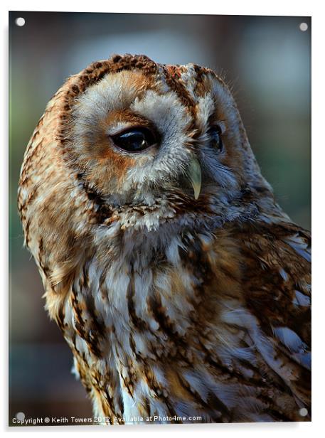 Tawny Owl - Strix Aluco Canvas & Prints Acrylic by Keith Towers Canvases & Prints