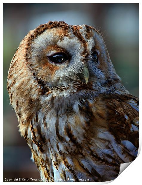Tawny Owl - Strix Aluco Canvas & Prints Print by Keith Towers Canvases & Prints
