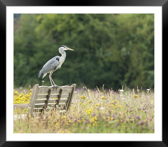 Grey Heron in Wildflower Meadow Framed Mounted Print by Philip Pound