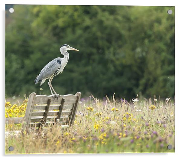 Grey Heron in Wildflower Meadow Acrylic by Philip Pound