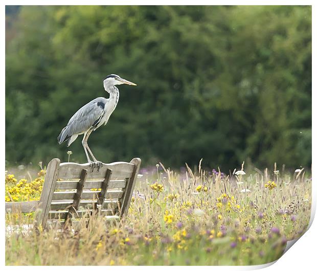 Grey Heron in Wildflower Meadow Print by Philip Pound