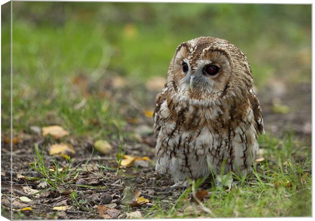 Tawny Owl On The Ground Canvas Print by Philip Pound