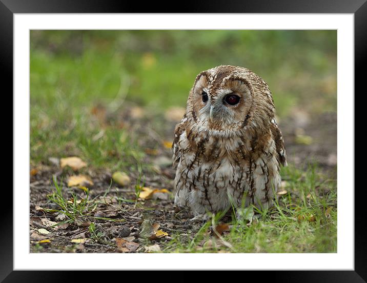 Tawny Owl On The Ground Framed Mounted Print by Philip Pound