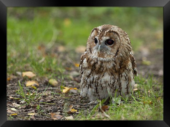 Tawny Owl On The Ground Framed Print by Philip Pound