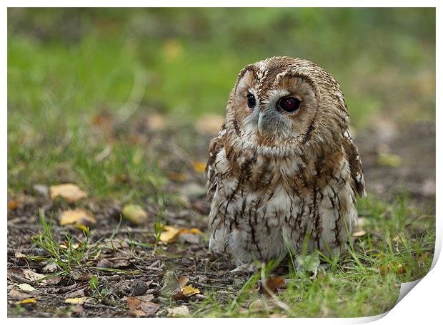 Tawny Owl On The Ground Print by Philip Pound