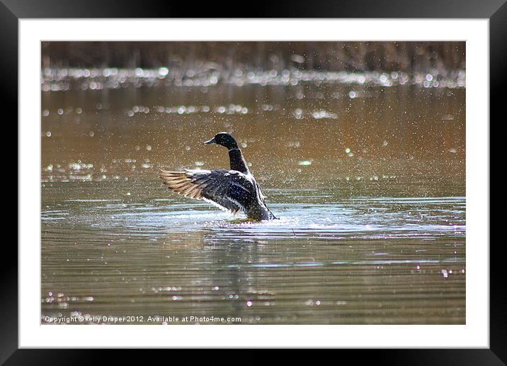 Duck Wash Framed Mounted Print by kelly Draper