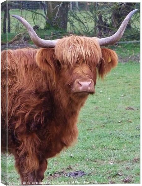 Highland Cow Canvas Print by Sarah Bonnot