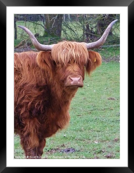 Highland Cow Framed Mounted Print by Sarah Bonnot