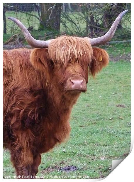 Highland Cow Print by Sarah Bonnot
