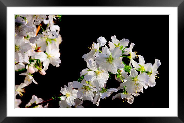 Cherry Blossom Framed Mounted Print by Louise Godwin