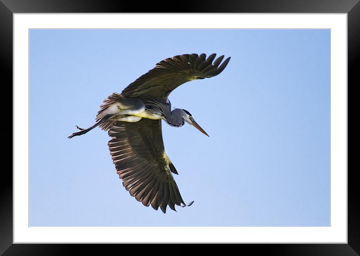 Heron Flight Framed Mounted Print by Val Saxby LRPS