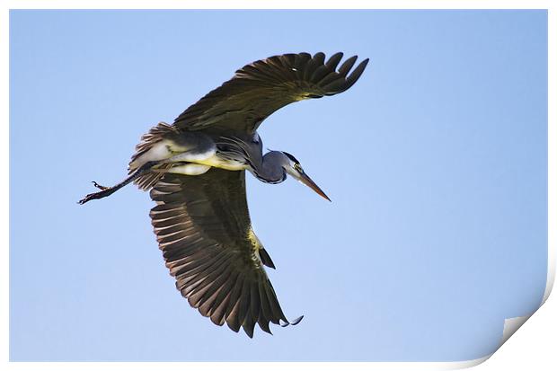 Heron Flight Print by Val Saxby LRPS