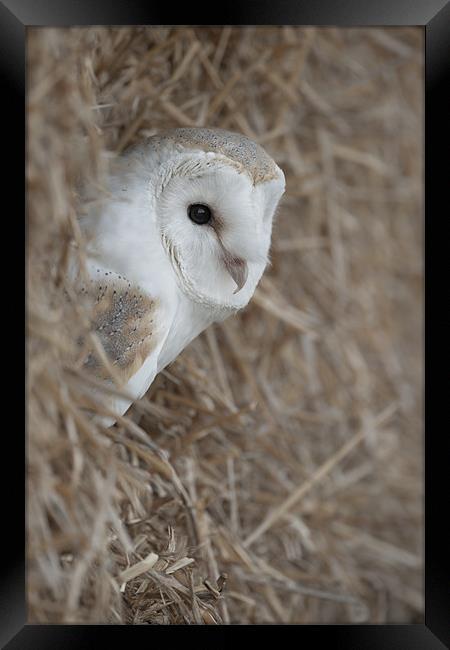 Barn Owl Framed Print by Natures' Canvas: Wall Art  & Prints by Andy Astbury