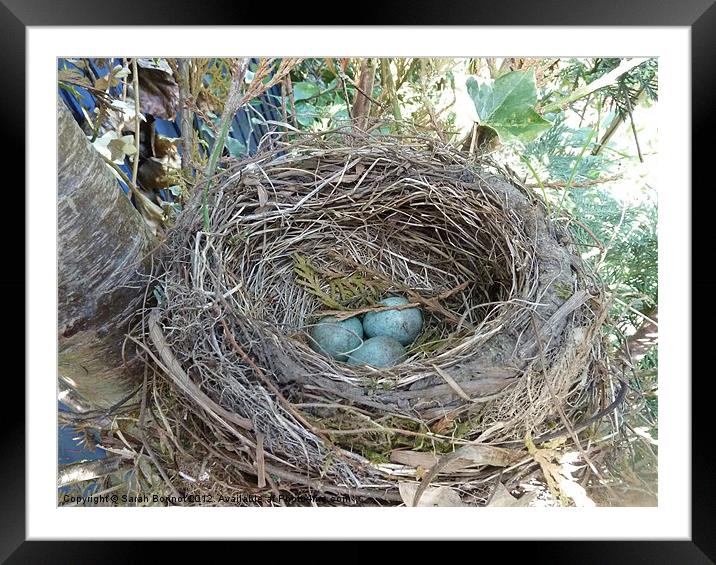 Bird's Nest Framed Mounted Print by Sarah Bonnot