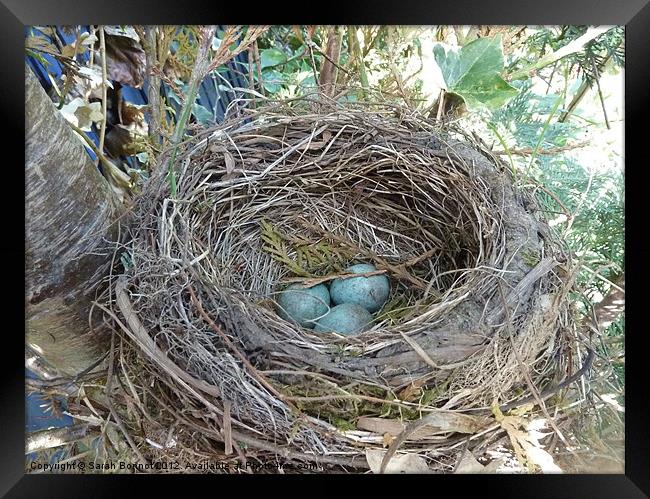 Bird's Nest Framed Print by Sarah Bonnot