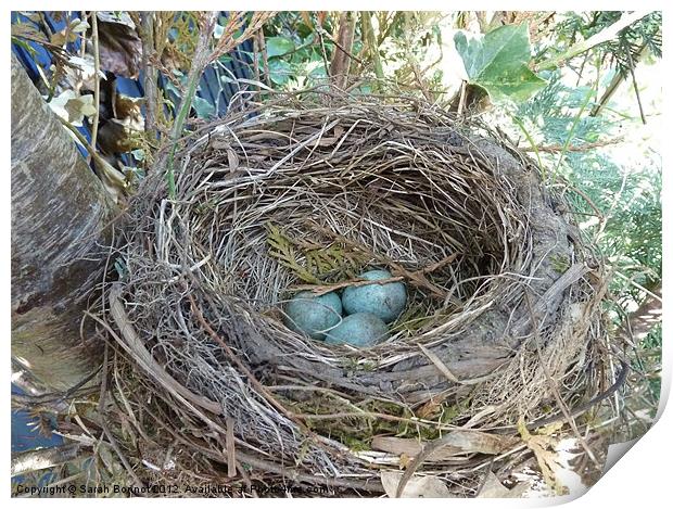 Bird's Nest Print by Sarah Bonnot