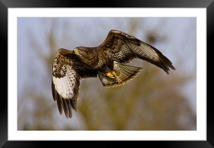 Flight of the Buzzard Framed Mounted Print by Val Saxby LRPS