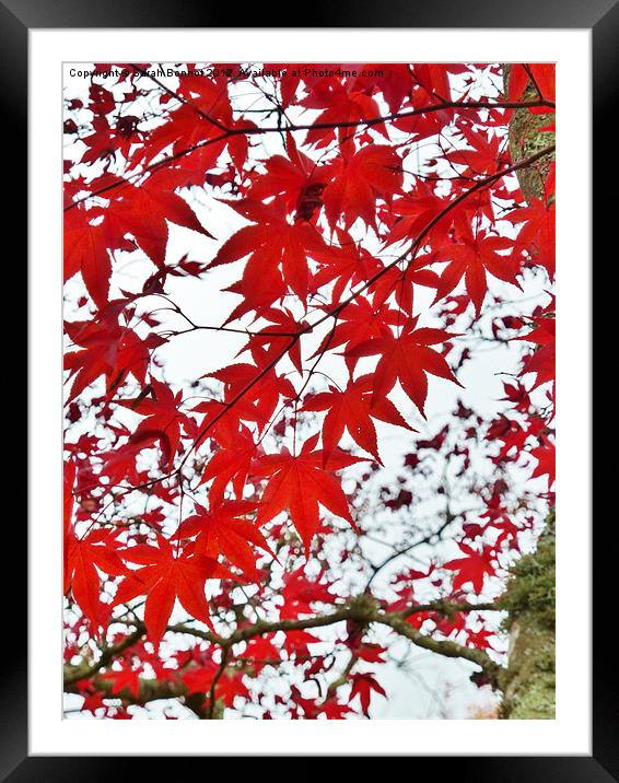 Autumn Maple Leaves Framed Mounted Print by Sarah Bonnot