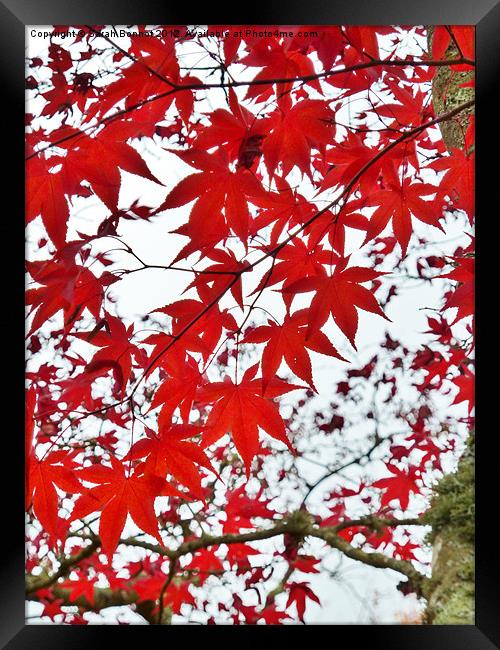 Autumn Maple Leaves Framed Print by Sarah Bonnot