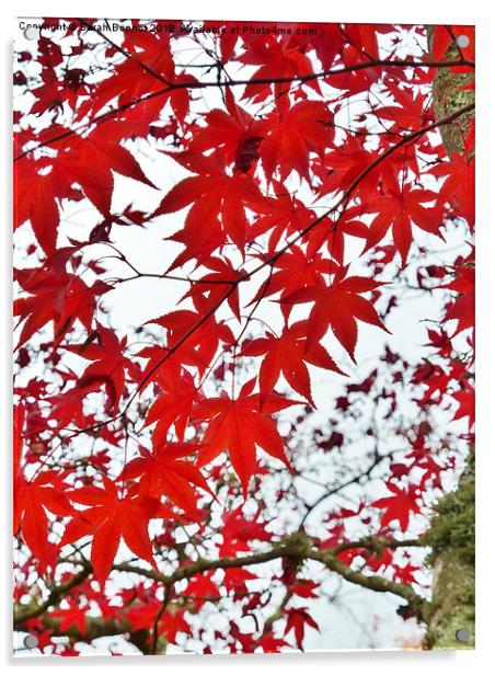 Autumn Maple Leaves Acrylic by Sarah Bonnot