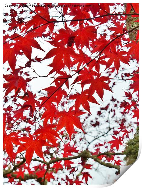 Autumn Maple Leaves Print by Sarah Bonnot