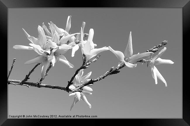Forsythia Blossom Framed Print by John McCoubrey