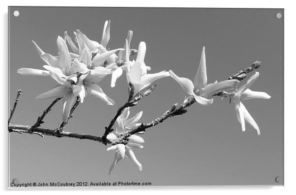Forsythia Blossom Acrylic by John McCoubrey