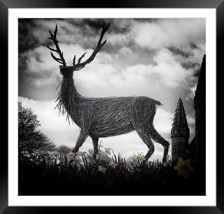 Deer and Daffodils Framed Mounted Print by Fraser Hetherington