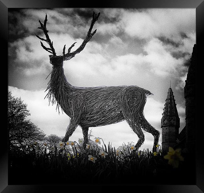 Deer and Daffodils Framed Print by Fraser Hetherington