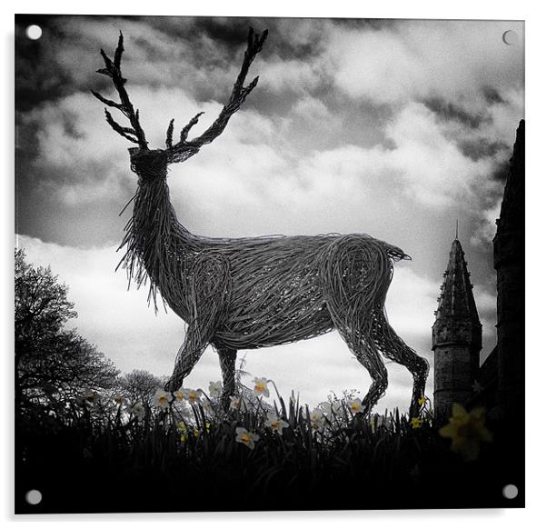 Deer and Daffodils Acrylic by Fraser Hetherington