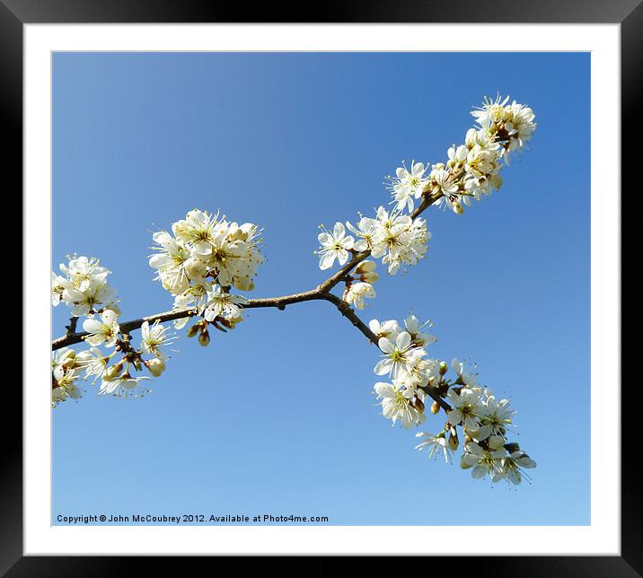 Forked Branch with Blossom Framed Mounted Print by John McCoubrey
