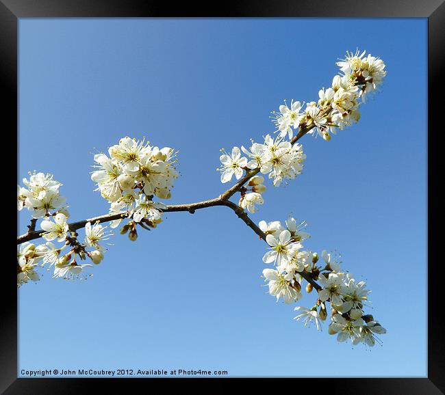 Forked Branch with Blossom Framed Print by John McCoubrey